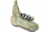 Fossil Titanothere (Megacerops) Jaw - South Dakota #300004-4